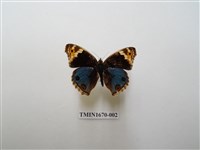 藏品(青眼蛺蝶)的圖片